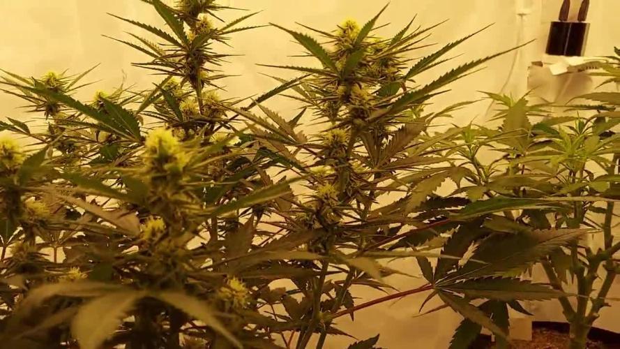 The Garden 2020 - Green Poison Fast F1
