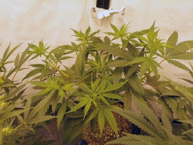 The Garden 2020 - Green Poison Fast F1. Week 11