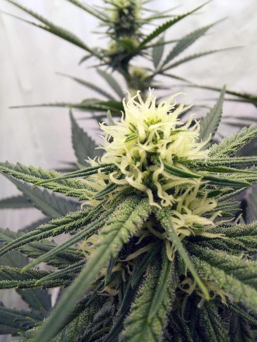 The Garden 2020 - Green Poison Fast F1. Week 11