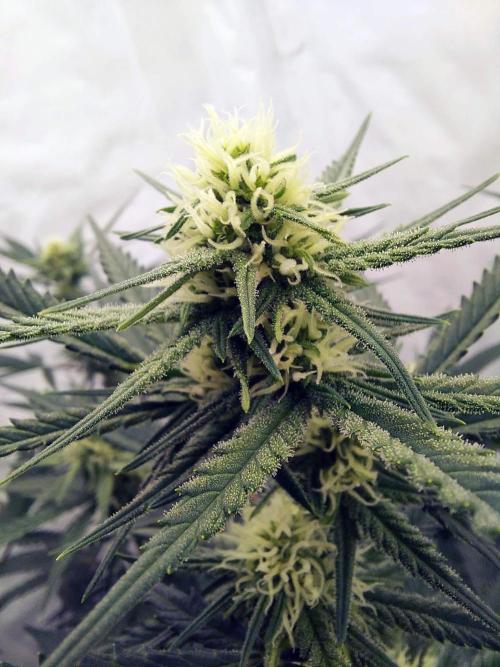 The Garden 2020 - Green Poison Fast F1. Week 11