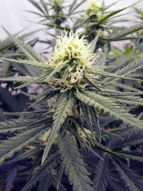 The Garden 2020 - Green Poison Fast F1. Week 11