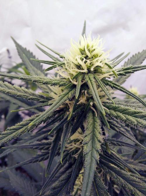 The Garden 2020 - Green Poison Fast F1. Week 11