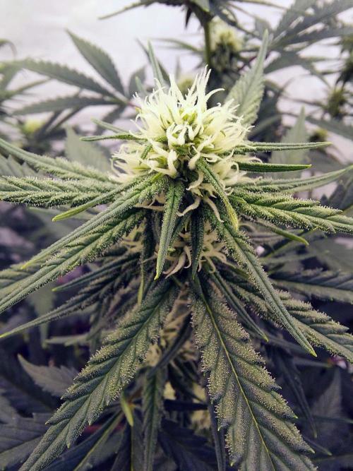 The Garden 2020 - Green Poison Fast F1. Week 11