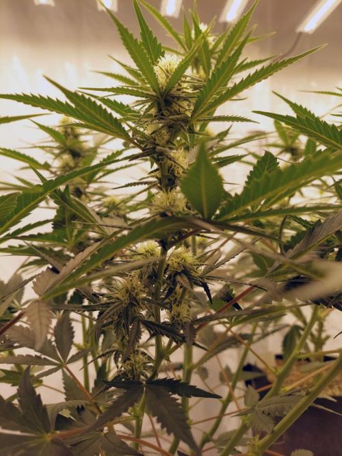 The Garden 2020 - Green Poison Fast F1. Week 11
