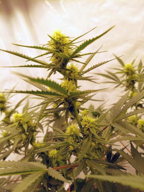 The Garden 2020 - Green Poison Fast F1. Week 11