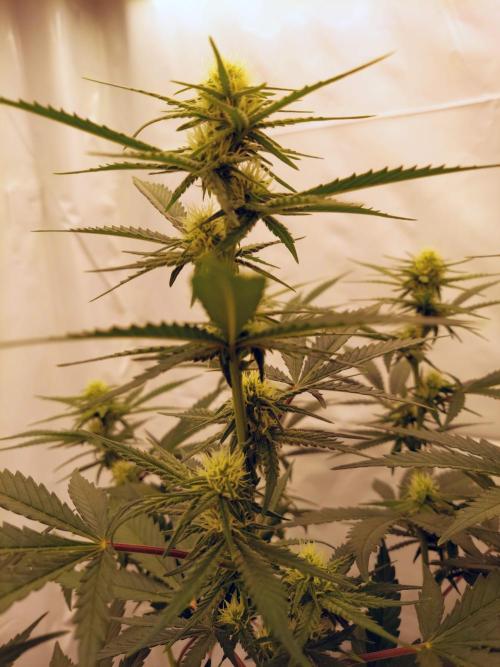 The Garden 2020 - Green Poison Fast F1. Week 11