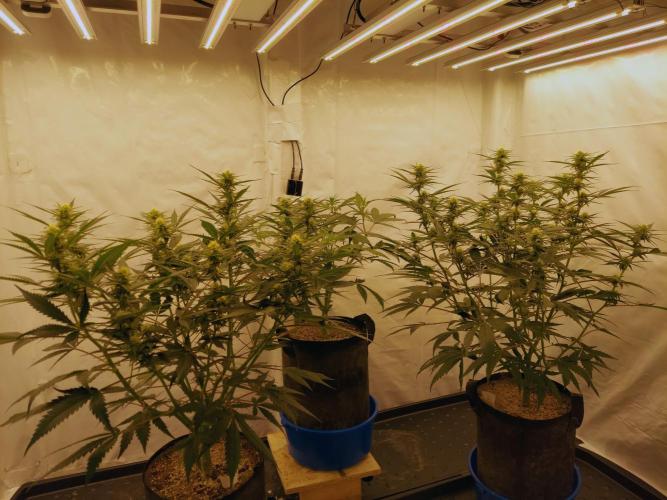 The Garden 2020 - Green Poison Fast F1. Week 11