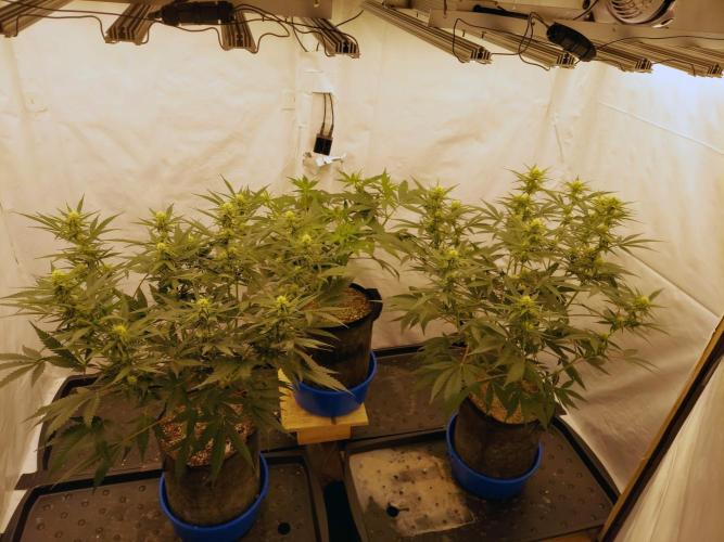 The Garden 2020 - Green Poison Fast F1. Week 11