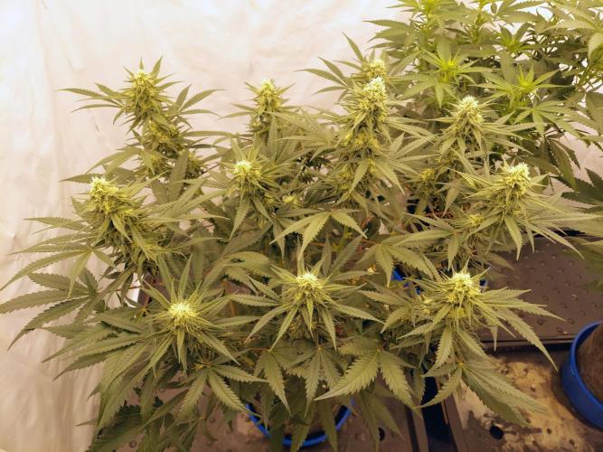 The Garden 2020 - Green Poison Fast F1. Week 12