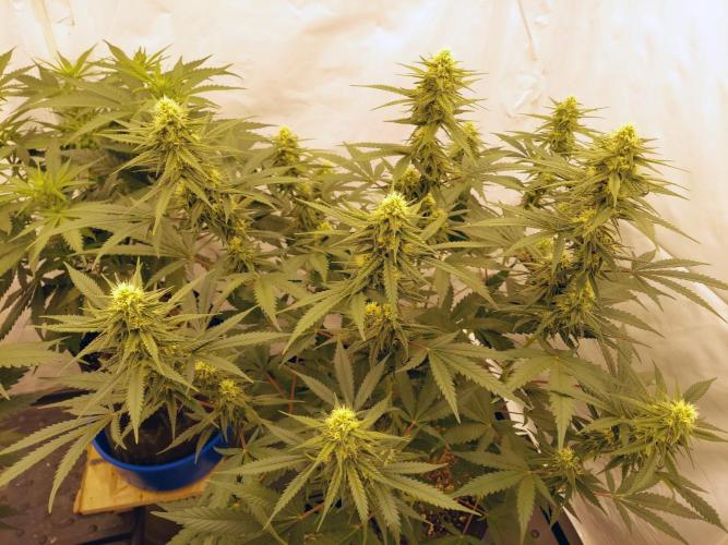 The Garden 2020 - Green Poison Fast F1. Week 12