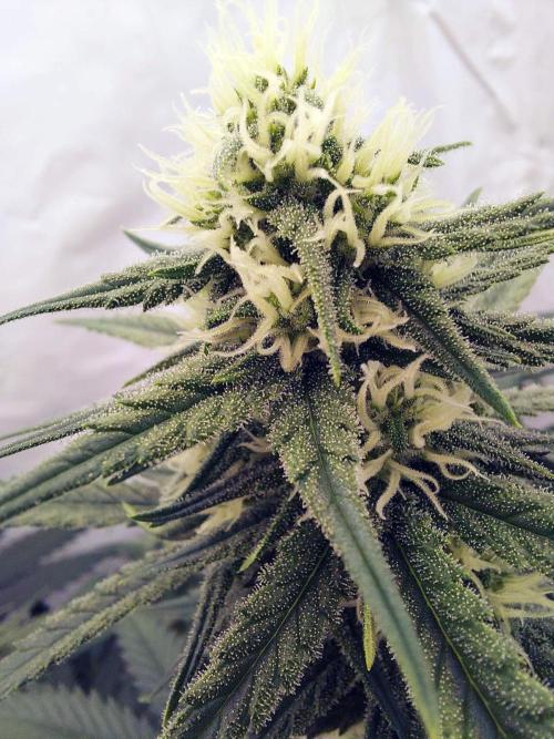 The Garden 2020 - Green Poison Fast F1. Week 12