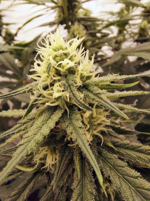 The Garden 2020 - Green Poison Fast F1. Week 12