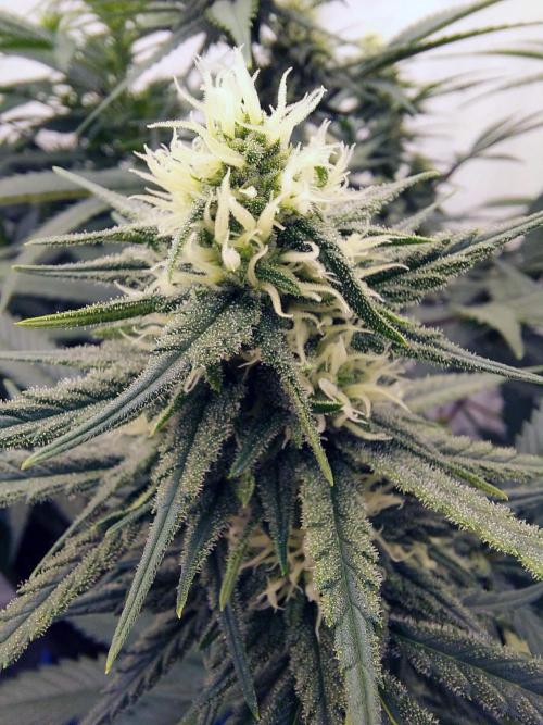 The Garden 2020 - Green Poison Fast F1. Week 12