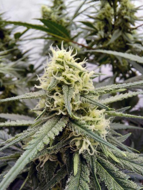 The Garden 2020 - Green Poison Fast F1. Week 12