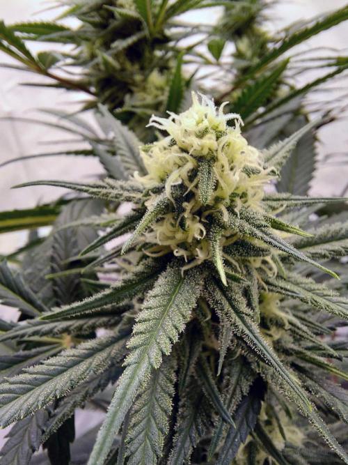 The Garden 2020 - Green Poison Fast F1. Week 12