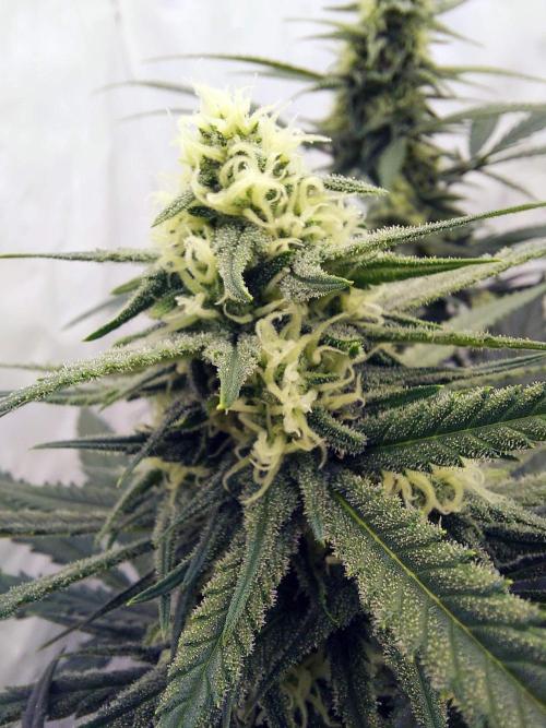 The Garden 2020 - Green Poison Fast F1. Week 12