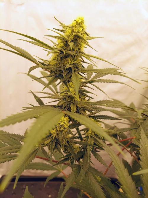 The Garden 2020 - Green Poison Fast F1. Week 12