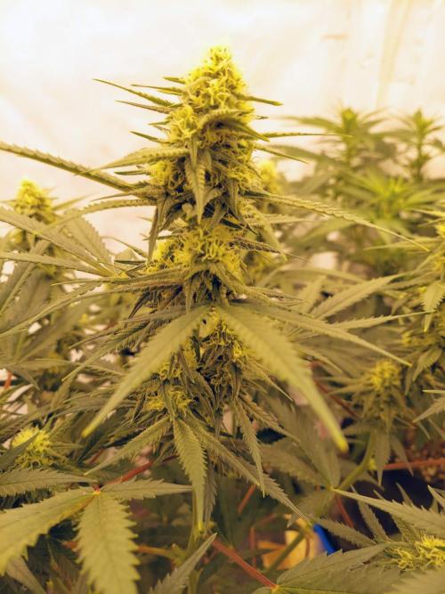 The Garden 2020 - Green Poison Fast F1. Week 12