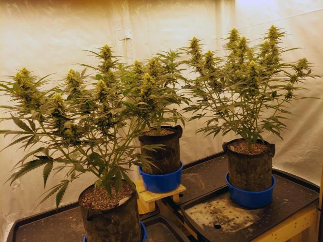 The Garden 2020 - Green Poison Fast F1. Week 12