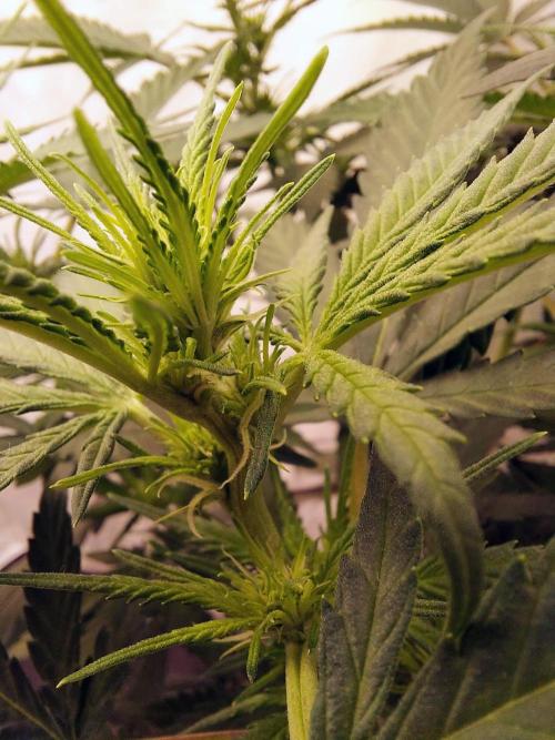 The Garden 2020 - Green Poison Fast F1. Week 12