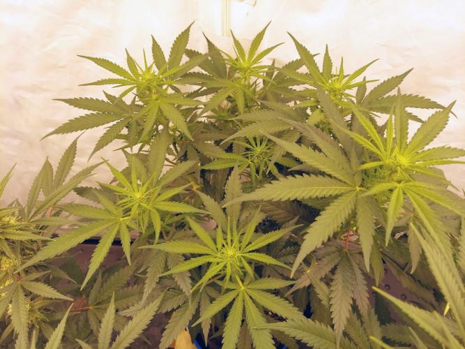 The Garden 2020 - Green Poison Fast F1. Week 12
