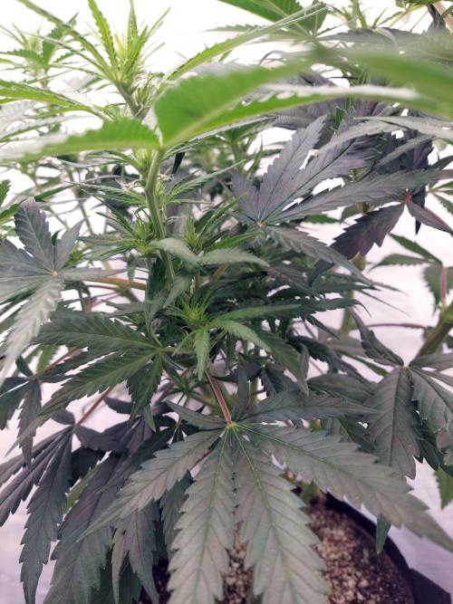 The Garden 2020 - Green Poison Fast F1. Week 12