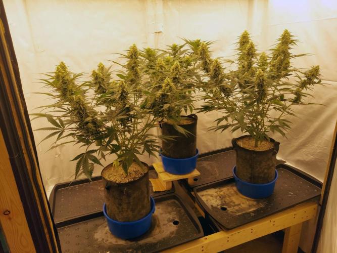 The Garden 2020 - Green Poison Fast F1. Week 13