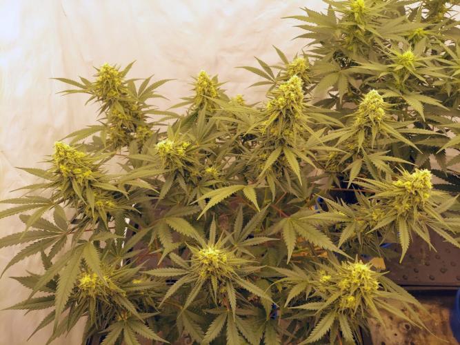 The Garden 2020 - Green Poison Fast F1. Week 13