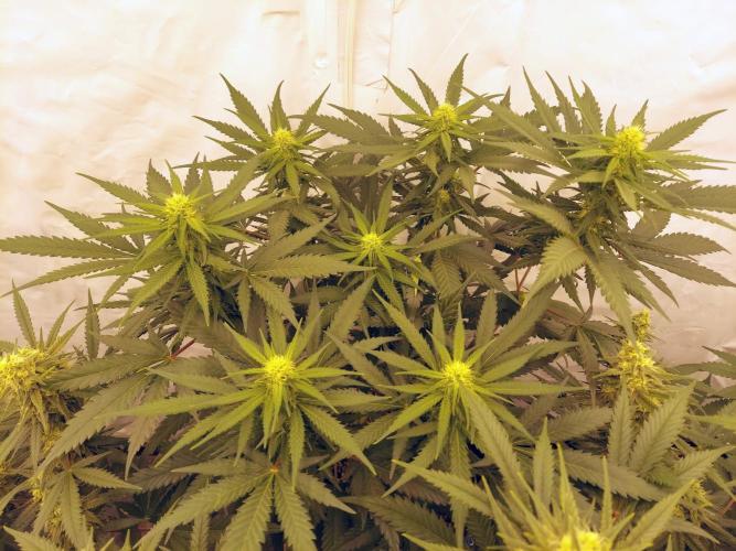 The Garden 2020 - Green Poison Fast F1. Week 13