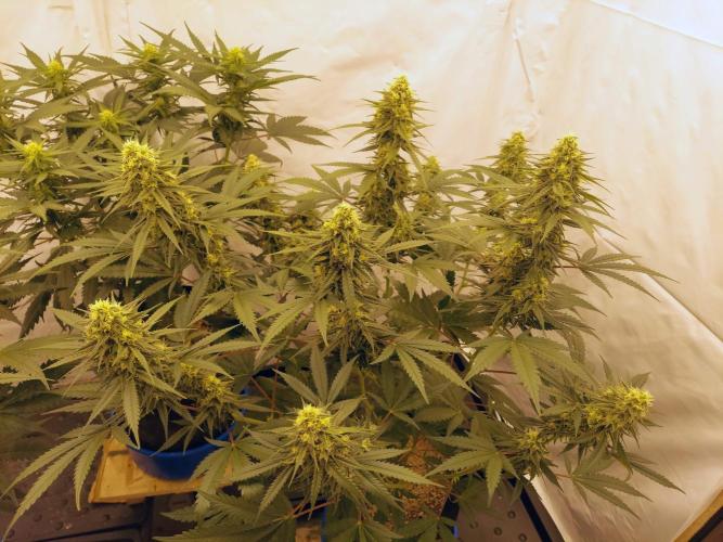 The Garden 2020 - Green Poison Fast F1. Week 13