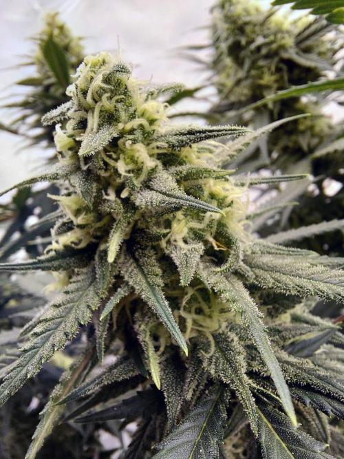 The Garden 2020 - Green Poison Fast F1. Week 13