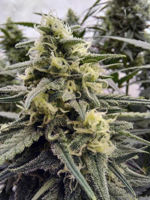 The Garden 2020 - Green Poison Fast F1. Week 13