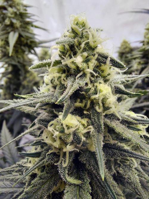The Garden 2020 - Green Poison Fast F1. Week 13