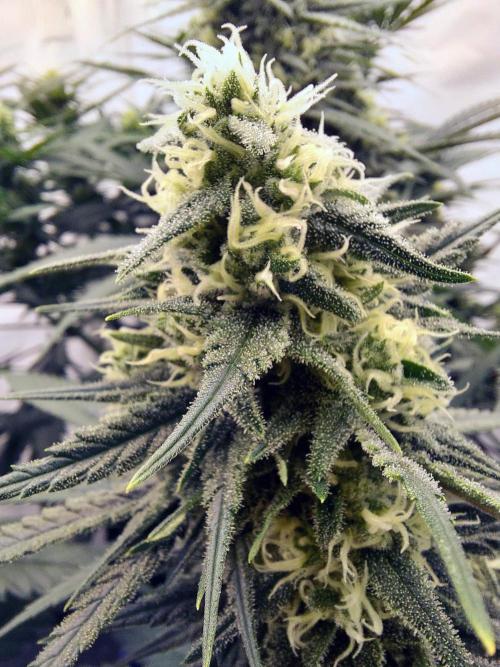 The Garden 2020 - Green Poison Fast F1. Week 13