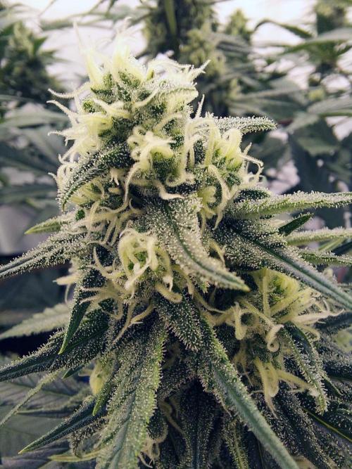 The Garden 2020 - Green Poison Fast F1. Week 13