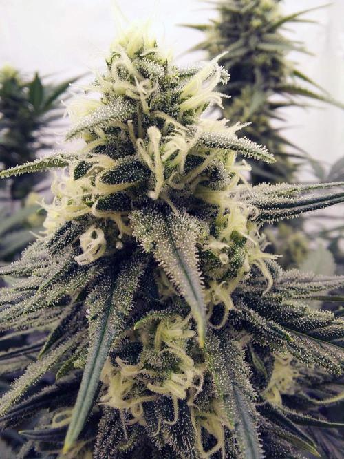 The Garden 2020 - Green Poison Fast F1. Week 13