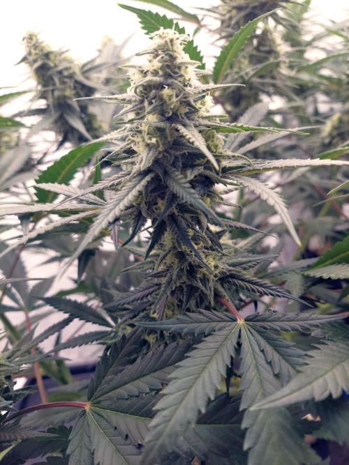 The Garden 2020 - Green Poison Fast F1. Week 13