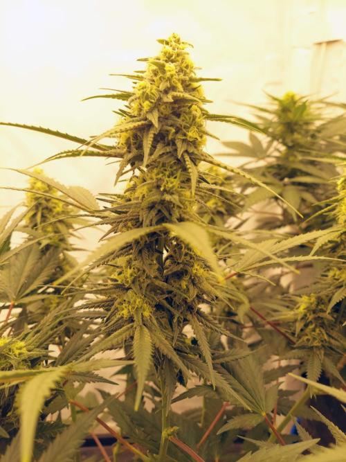 The Garden 2020 - Green Poison Fast F1. Week 13