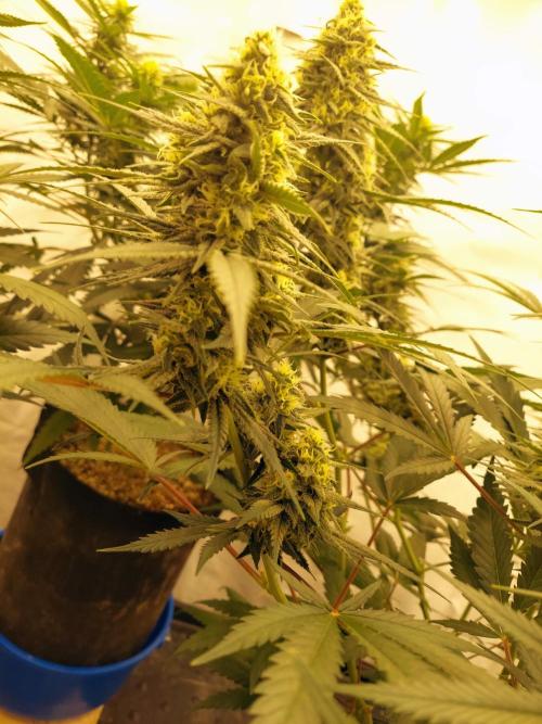 The Garden 2020 - Green Poison Fast F1. Week 13