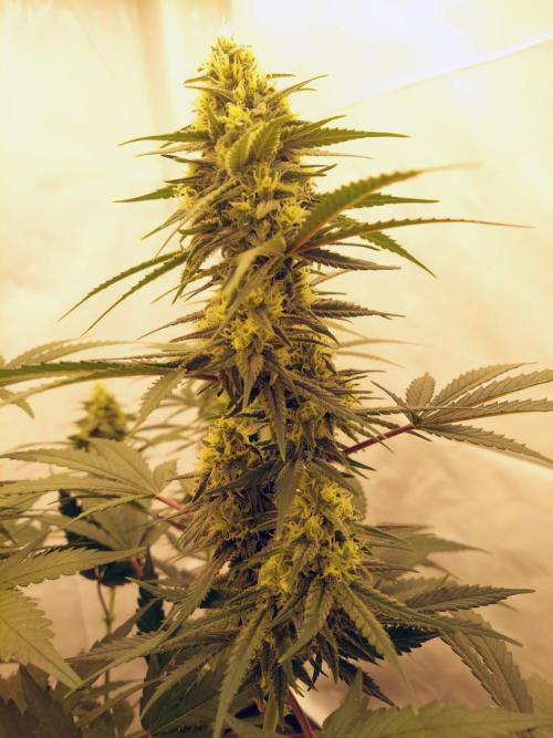 The Garden 2020 - Green Poison Fast F1. Week 13