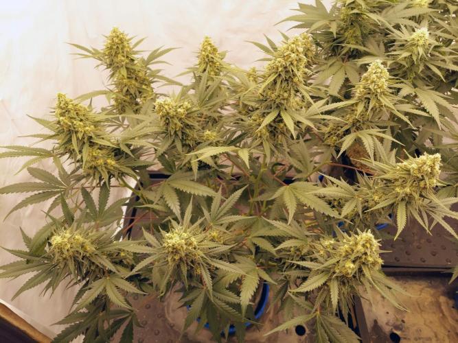 The Garden 2020 - Green Poison Fast F1. Week 14
