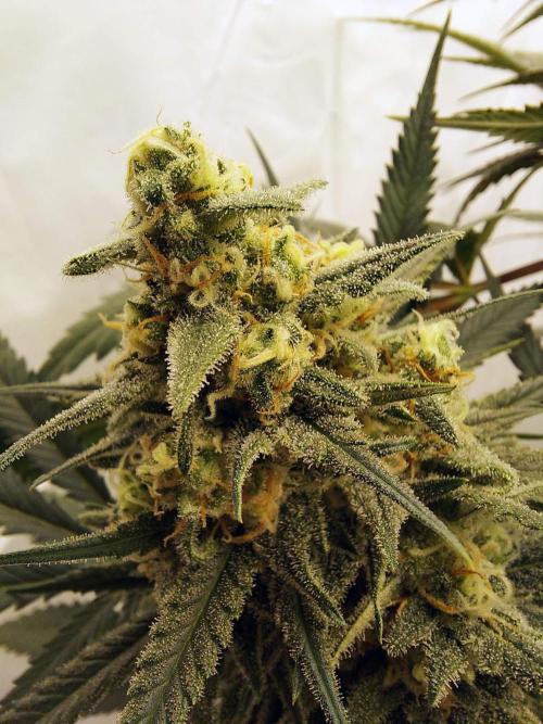 The Garden 2020 - Green Poison Fast F1. Week 14