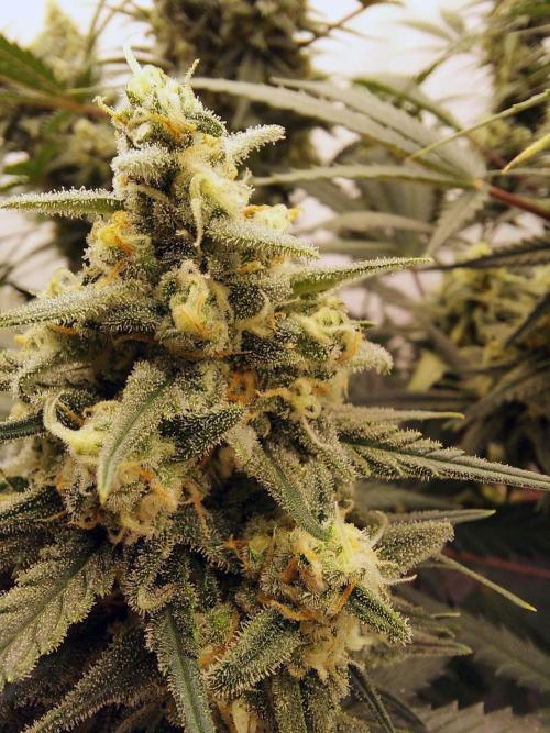 The Garden 2020 - Green Poison Fast F1. Week 14