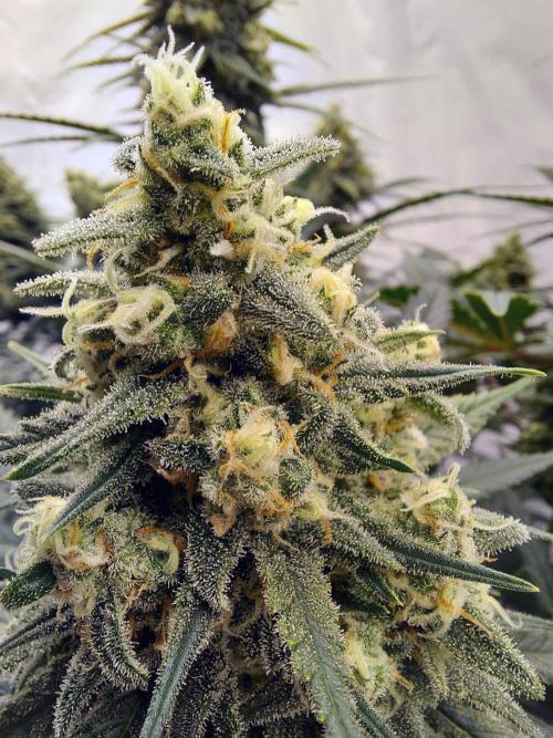 The Garden 2020 - Green Poison Fast F1. Week 14