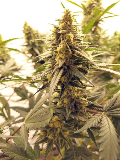 The Garden 2020 - Green Poison Fast F1. Week 14