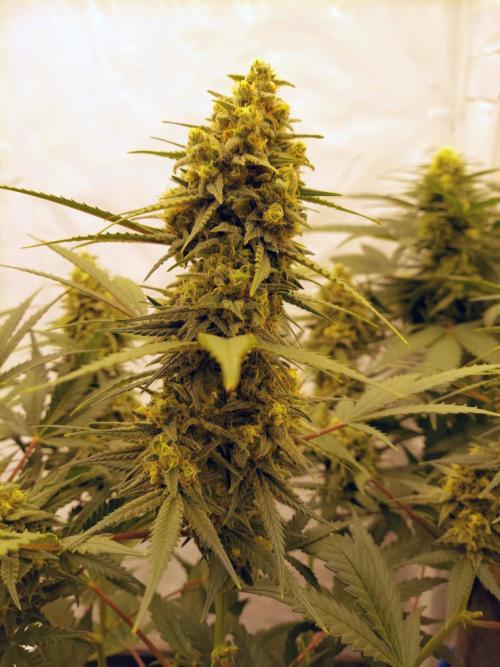 The Garden 2020 - Green Poison Fast F1. Week 14