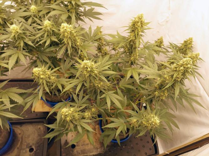 The Garden 2020 - Green Poison Fast F1. Week 14