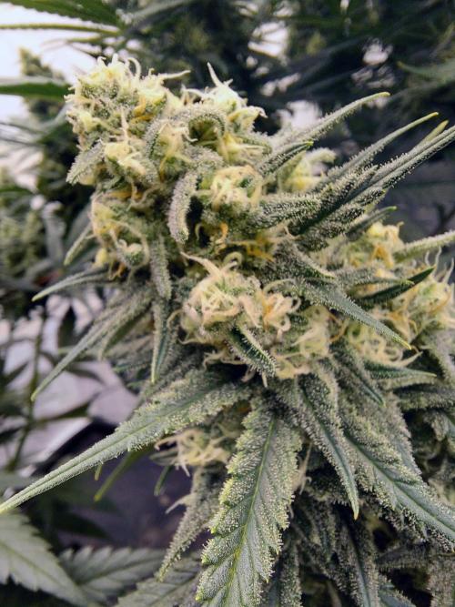 The Garden 2020 - Green Poison Fast F1. Week 14