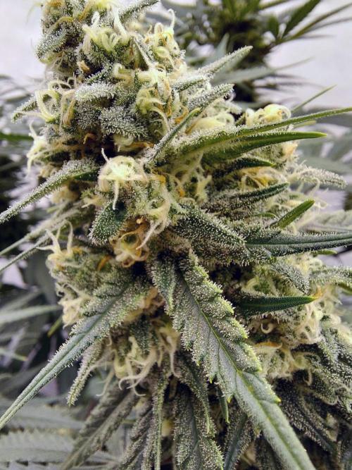 The Garden 2020 - Green Poison Fast F1. Week 14