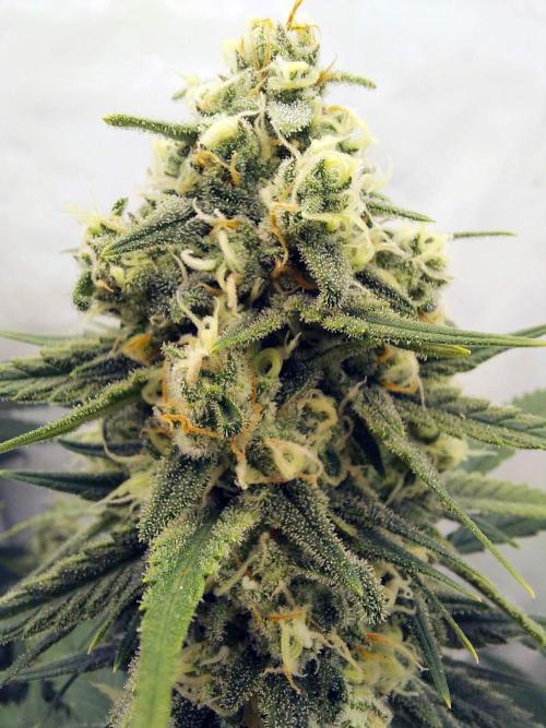 The Garden 2020 - Green Poison Fast F1. Week 14